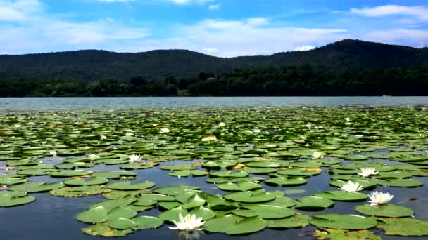 Urok Białych Lilii Wodnych Jeziorze Comabbio — Wideo stockowe