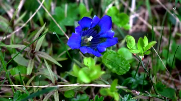 Alpine Blue Gentian Símbolo Pureza Belleza — Vídeos de Stock