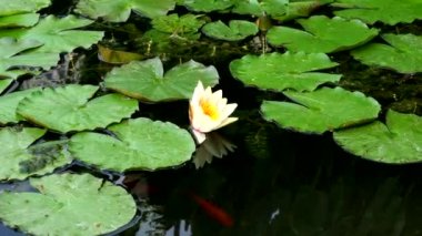 Beyaz bir su zambağı ve Japon balığıyla ilkbahar manzarası