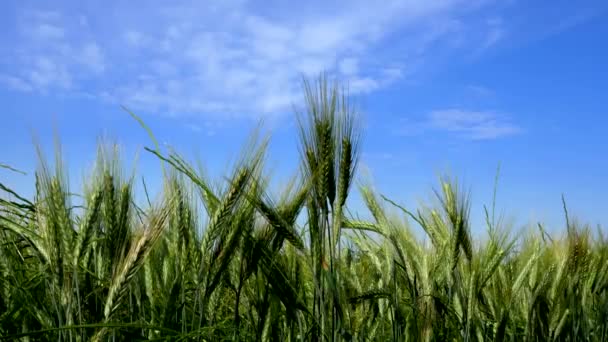 小麦は風と踊り 春の色を巡る旅 — ストック動画