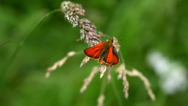Yaz Güneşinde Bir Kelebek — Stok video