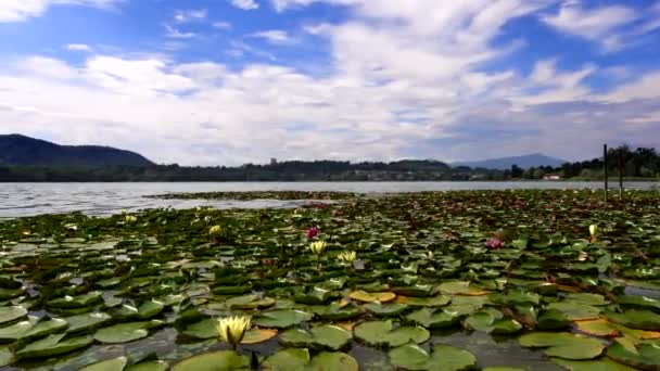 Lirios Agua Blanca Rosa Una Experiencia Única Lago Comabbio — Vídeo de stock