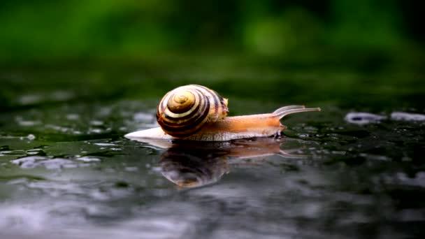 在雨天被蜗牛看到的世界 — 图库视频影像