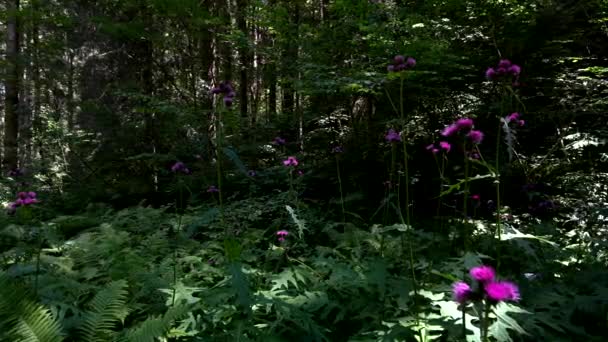 Καλοκαιρινό Τοπίο Λιλά Λουλούδια Στο Δάσος Δολομιτών — Αρχείο Βίντεο