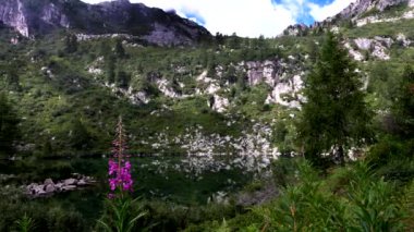 Vacarsa gölünün berrak suları arasında mor bir çiçek