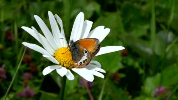 Ομορφιά Της Φύσης Μια Πεταλούδα Μια Μαργαρίτα — Αρχείο Βίντεο
