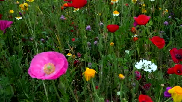 ポピーと多色の花が咲くフィールドでの夏の風景 — ストック動画