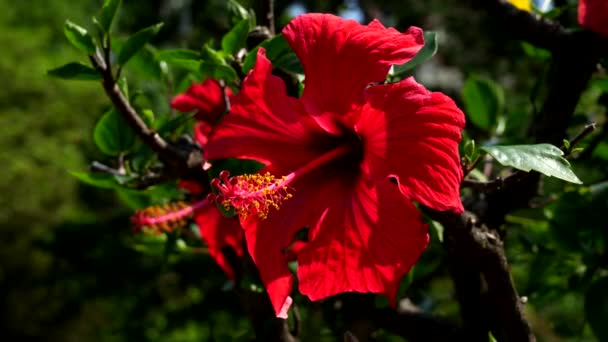 Letni Krajobraz Ogrodzie Czerwonymi Kwiatami — Wideo stockowe