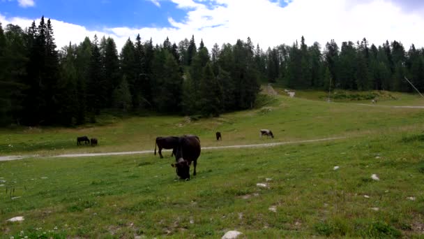 Vacas Pastoreo Cerca Del Lago Grual — Vídeo de stock