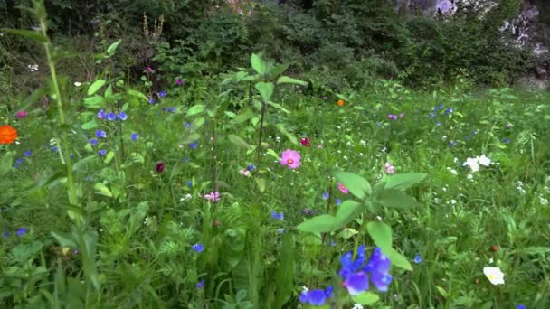花草甸上的风景 大自然的魔力 — 图库视频影像
