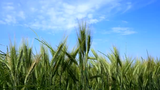 Рослинний Ландшафт Полі Пшениці — стокове відео