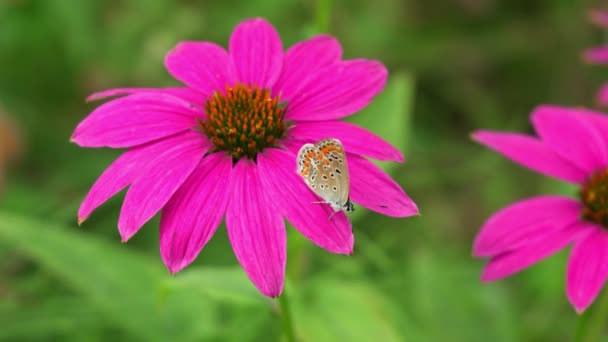 Una Mariposa Sobre Una Flor Una Historia Simbiosis — Vídeo de stock