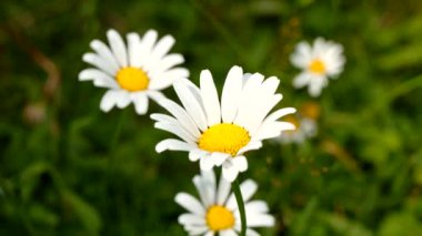  Dolomitlerde papatyaları olan yaz manzarası