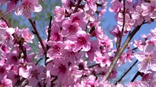 Sakura Der Zauber Der Kirschblüten Frühling — Stockvideo