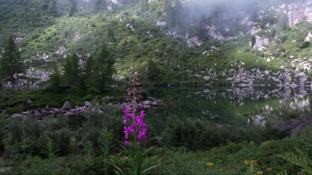 云杉高山湖上的粉红色花朵A — 图库视频影像