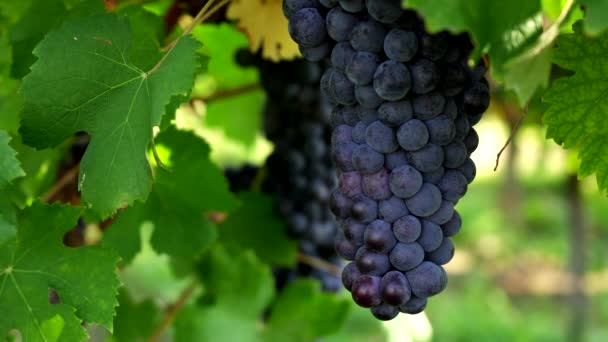 Entre Vinhedos Pinot Noir Para Descobrir Vinhos Borgonha — Vídeo de Stock