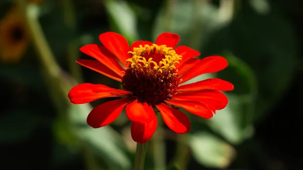 The beauty of a red flower in spring