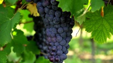 Mezzomerico İtalya 'dan bir demet siyah üzüm.