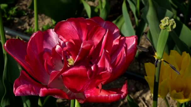 Paysage Estival Avec Une Tulipe Perroquet Rouge — Video