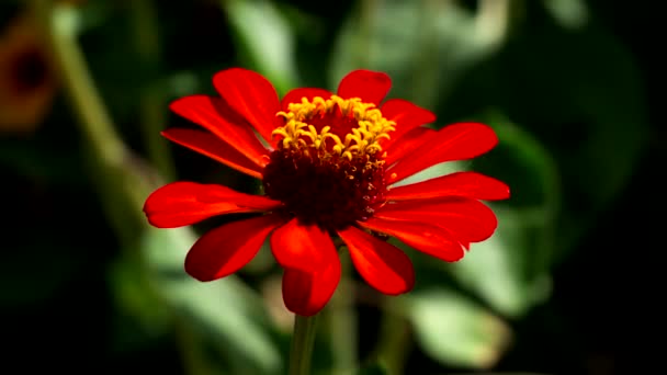 Baharda Kızıl Bir Çiçeğin Güzelliği — Stok video