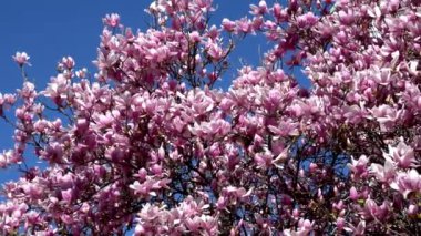 Pembe çiçekli bahar manzarası