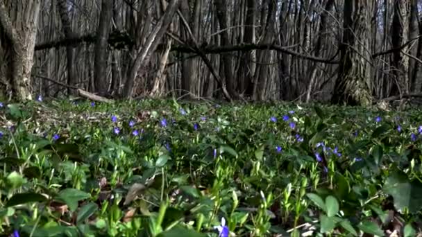 Letni Krajobraz Fioletowymi Kwiatami Lesie — Wideo stockowe