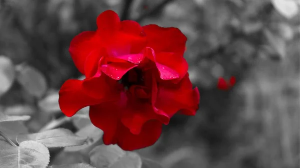 Красная Роза Символ Страсти Любви Любое Время Года — стоковое фото