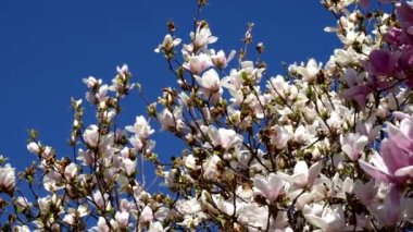 Beyaz ve pembe çiçekli bahar manzarası