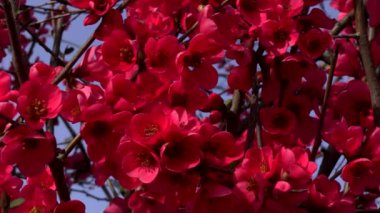  Kırmızı Çiçekli Bahar Manzarası