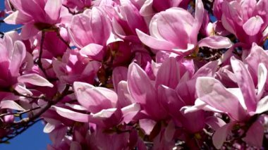 Baharda pembe çiçekli ağaç