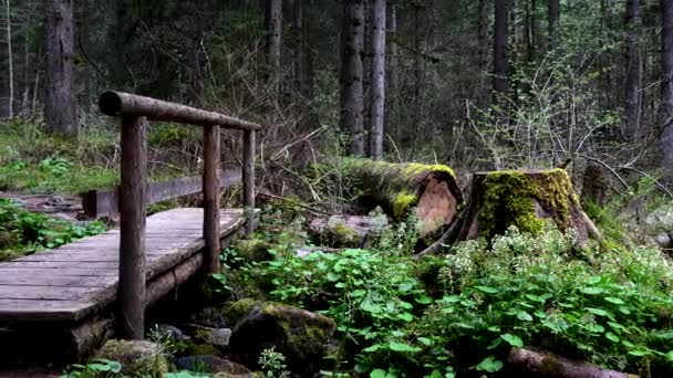 Θερινό Τοπίο Ένα Δάσος Της Βόρειας Ευρώπης — Αρχείο Βίντεο