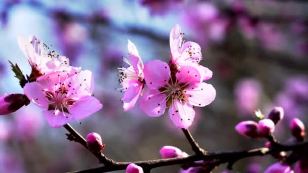 樱花的魔力 梦幻般的风景 — 图库视频影像