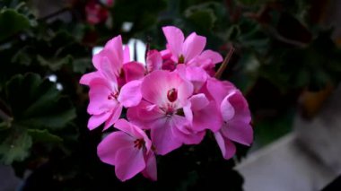 Baharda pembe bir çiçekte uğur böceği