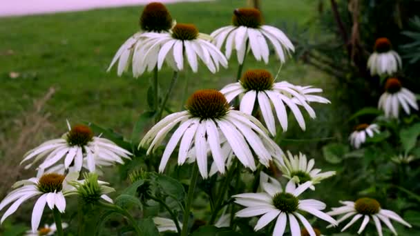 Letni Krajobraz Białymi Kwiatami Polu — Wideo stockowe