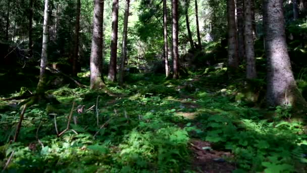 Floresta Dolomite Património Natural Descobrir — Vídeo de Stock
