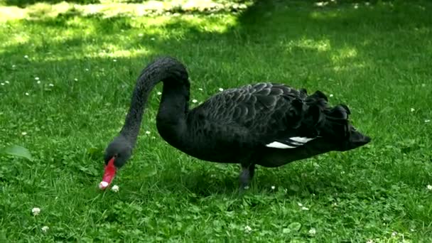 带着黑天鹅的夏季风景 — 图库视频影像
