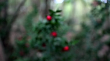  Bokeh - Holly ve kırmızı böğürtlenlerle dolu sonbahar manzarası