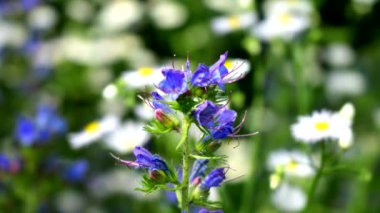  Çok renkli çiçeklerle dolu bir çayırda yaz manzarası
