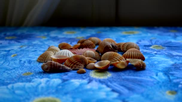 まだ生きている 海の貝 — ストック動画