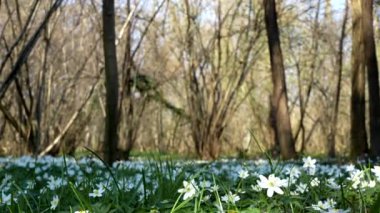 Baharın büyüsü, ormandaki beyaz çiçekler