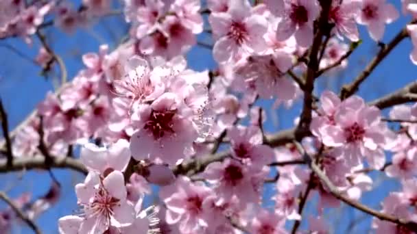 Bir Bahar Rüyası Kiraz Çiçekleri Tüm Ihtişamıyla — Stok video