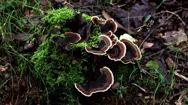 Autumn Landscapes Mushrooms Moss Woods — Stock Video