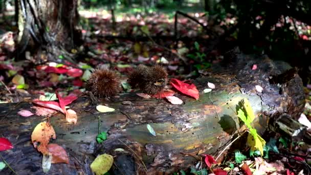 Herfst Landschappen Rode Bladeren Kastanjeegels Het Bos — Stockvideo