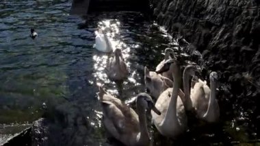 Maggiore Gölü 'ndeki Kuğular İtalya