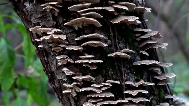 Autumn Landscapes Mushrooms Growing Tree Bark — Stock Video