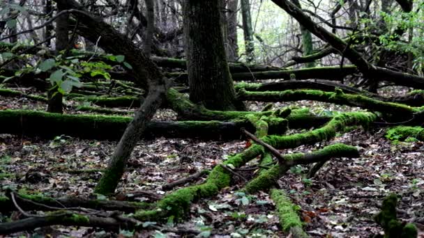 Jesienne Krajobrazy Królestwo Mchu Odkrywanie Różnorodności Biologicznej Piękna Starożytnego Lasu — Wideo stockowe