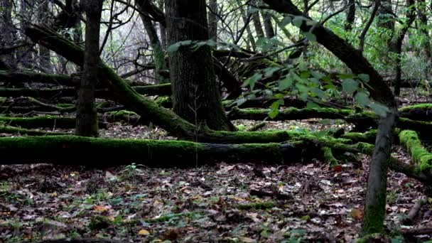 Herbstlandschaften Wald Mit Moos Bedeckt — Stockvideo
