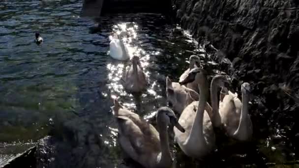 Labutě Jezera Maggiore Itálie — Stock video
