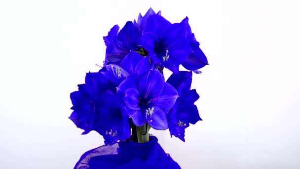 Beleza Significado Flor Azul — Vídeo de Stock