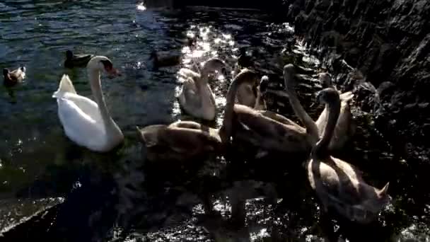 秋天的风景 马焦雷湖畔斯特里萨的天鹅 — 图库视频影像
